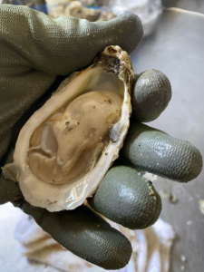 Ocracoke Oyster Company photo